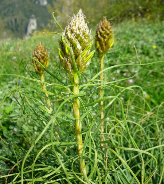 asfodelka žlutá - Asphodeline lutea