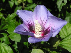 ibišek syrský - Hibiscus syriacus