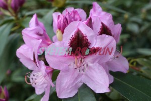 Pěnišník Madame Linden - Rhododendron Madame Linden