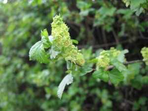 rybíz alpínský - Ribes alpinum