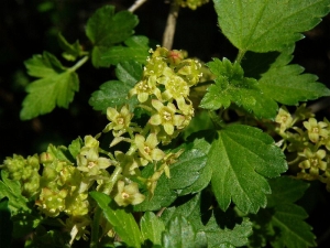 rybíz alpínský - Ribes alpinum