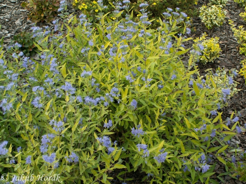 oechokdlec clandonsk Worcester Gold - Caryopteris  clandonensis Worcester Gold