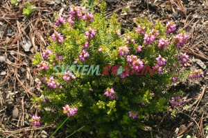 vřesovec Mary Helen - Erica × darleyensis Mary Helen