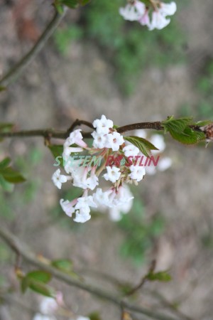 kalina řasnatá Grandiflorum - Viburnum plicatum Grandiflorum