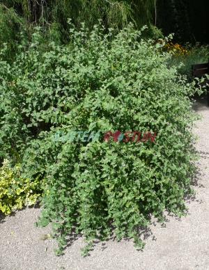 ořechokřídlec clandonský Heavenly Blue - Caryopteris × clandonensis Heavenly Blue