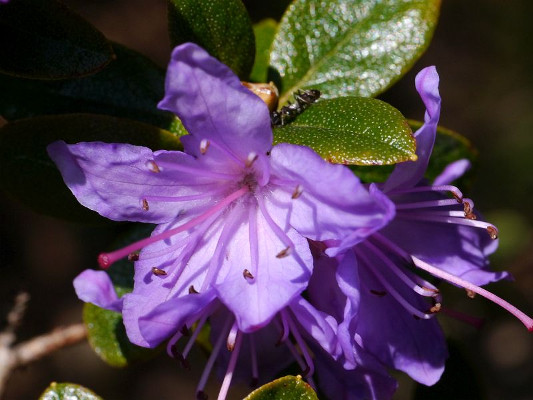 pnink obten - Rhododendron impeditum