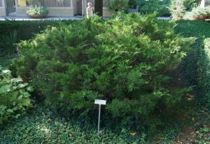 jalovec čínský Mint Julep - Juniperus chinensis Mint Julep