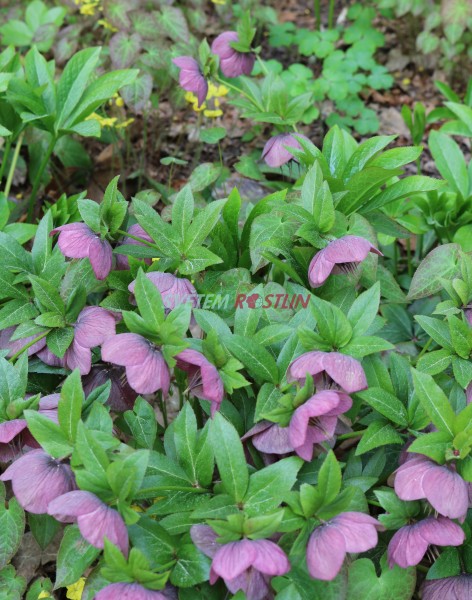 emeice vchodn Pink Lady - Helleborus orientalis Pink Lady