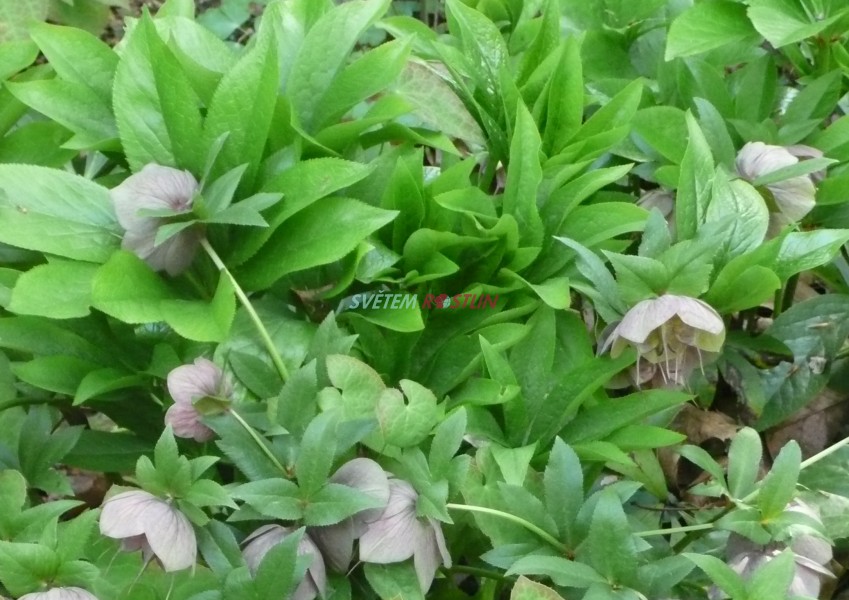 emeice vchodn Pink Lady - Helleborus orientalis Pink Lady