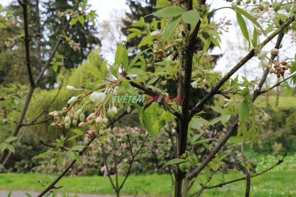 kloko celoplod Rosea - Staphylea holocarpa Rosea
