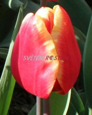tulipán Jan Seignette - Tulipa Jan Seignette