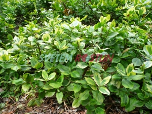 brslen Fortuneův Sunshine - Euonymus fortunei Sunshine
