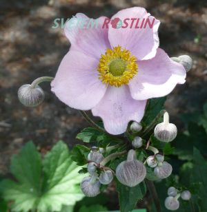 sasanka Elegantissima - Anemone Elegantissima