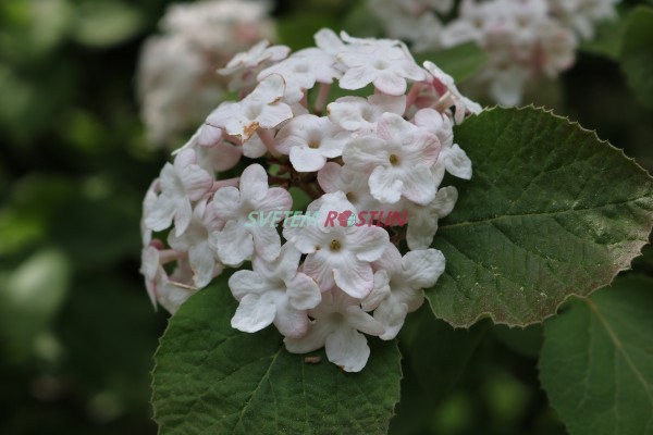 kalina Carlesiova Diana - Viburnum carlesii Diana