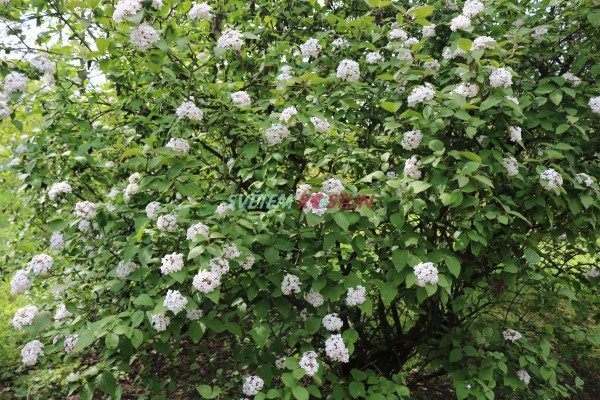 kalina Carlesiova Diana - Viburnum carlesii Diana