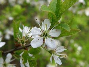 slivoň trnka - Prunus spinosa
