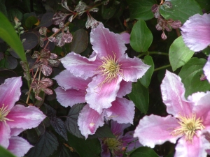 plamének Piilu - Clematis Piilu
