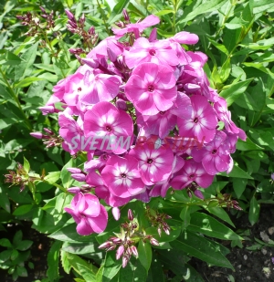 plamenka latnatá Lilac Flame - Phlox paniculata Lilac Flame