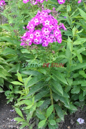 plamenka latnatá Lilac Flame - Phlox paniculata Lilac Flame