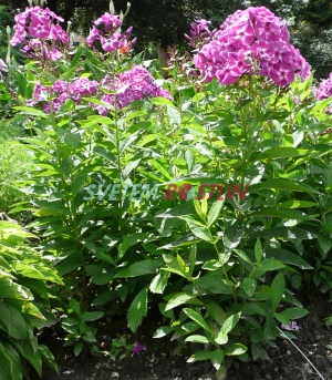 plamenka latnatá Lilac Flame - Phlox paniculata Lilac Flame