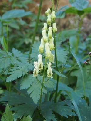oměj vlčí mor - Aconitum lycoctonum