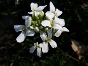 huseník výběžkatý - Arabis procurrens