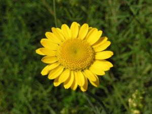 rmen barvířský - Anthemis tinctoria