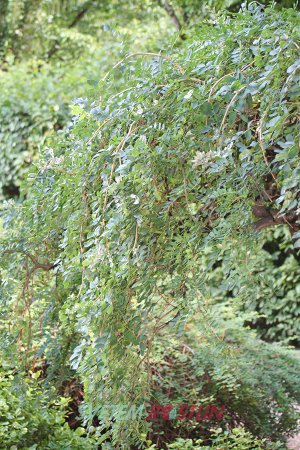 čimišník stromovitý Pendula - Caragana arborescens Pendula