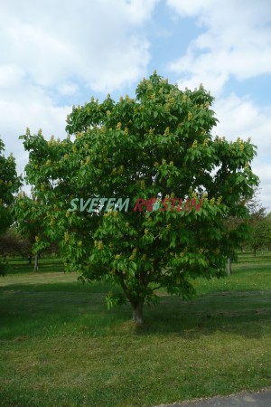 jírovec - Aesculus × marylandica