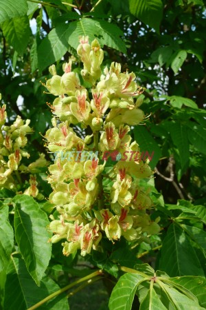 jírovec - Aesculus × marylandica