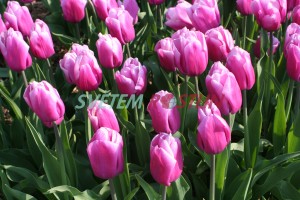 tulipán Holland Beauty - Tulipa Holland Beauty