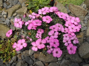 hvozdík paví - Dianthus pavonius