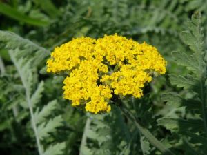 Achillea clypeolata