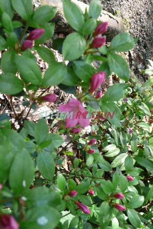 pěnišník japonský Žofie Podlipská - Rhododendron japonicum Žofie Podlipská
