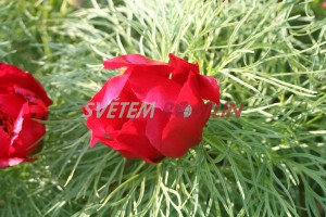 pivoňka úzkolistá - Paeonia tenuifolia