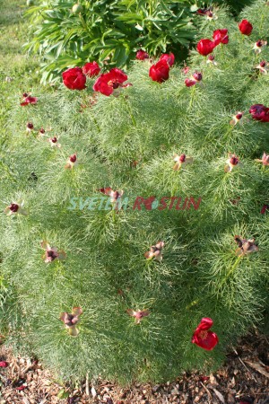 pivoňka úzkolistá - Paeonia tenuifolia