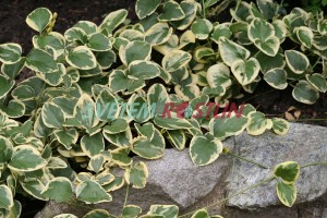 brčál větší Variegata - Vinca major Variegata