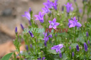 zvonek stejnolistý - Campanula isophylla