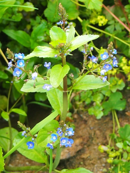 rozrazil poton - Veronica beccabunga
