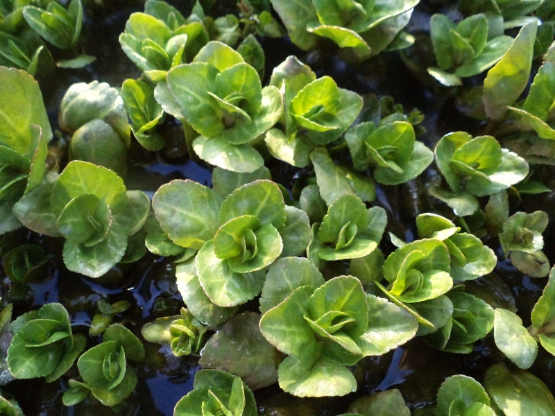 rozrazil poton - Veronica beccabunga