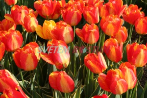 tulipán Mystic Garant - Tulipa Mystic Garant