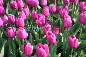 tulipán Purple Prince - Tulipa Purple Prince