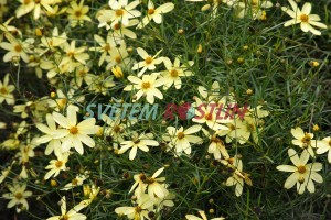 krásnoočko přeslenité Moonbeam - Coreopsis verticillata Moonbeam