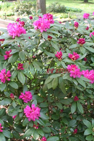 Pěnišník Lord Clyde - Rhododendron Lord Clyde