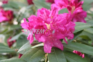 Pěnišník Lord Clyde - Rhododendron Lord Clyde