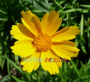 krásnoočko velkokvěté Sonnenkind - Coreopsis grandiflora Sonnenkind