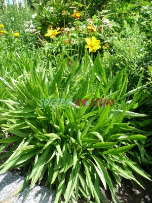 krásnoočko velkokvěté Sonnenkind - Coreopsis grandiflora Sonnenkind