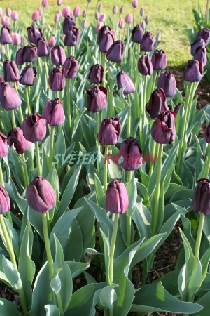 tulipán Paul Scherer - Tulipa Paul Scherer