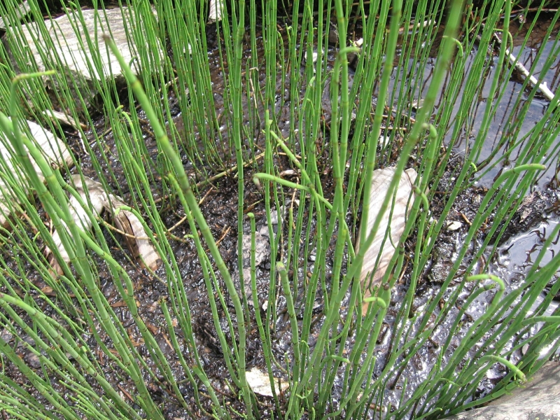 peslika pon - Equisetum fluviatile