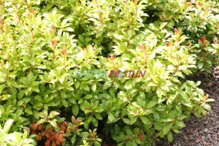 pieris japonský Little Heath Green - Pieris japonica Little Heath Green